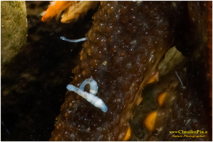 Autropotamobius pallipes e Branchiobdella sp.